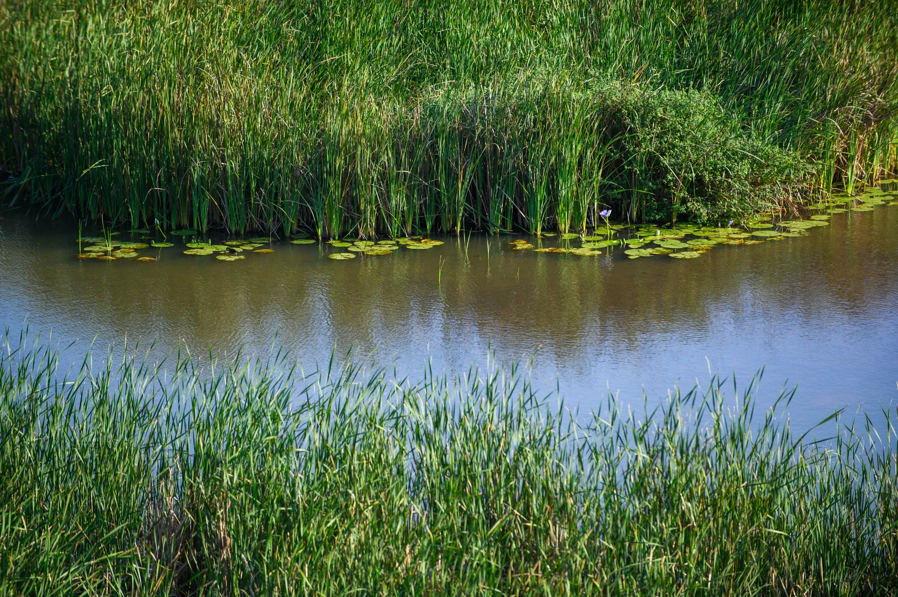 Wetlands