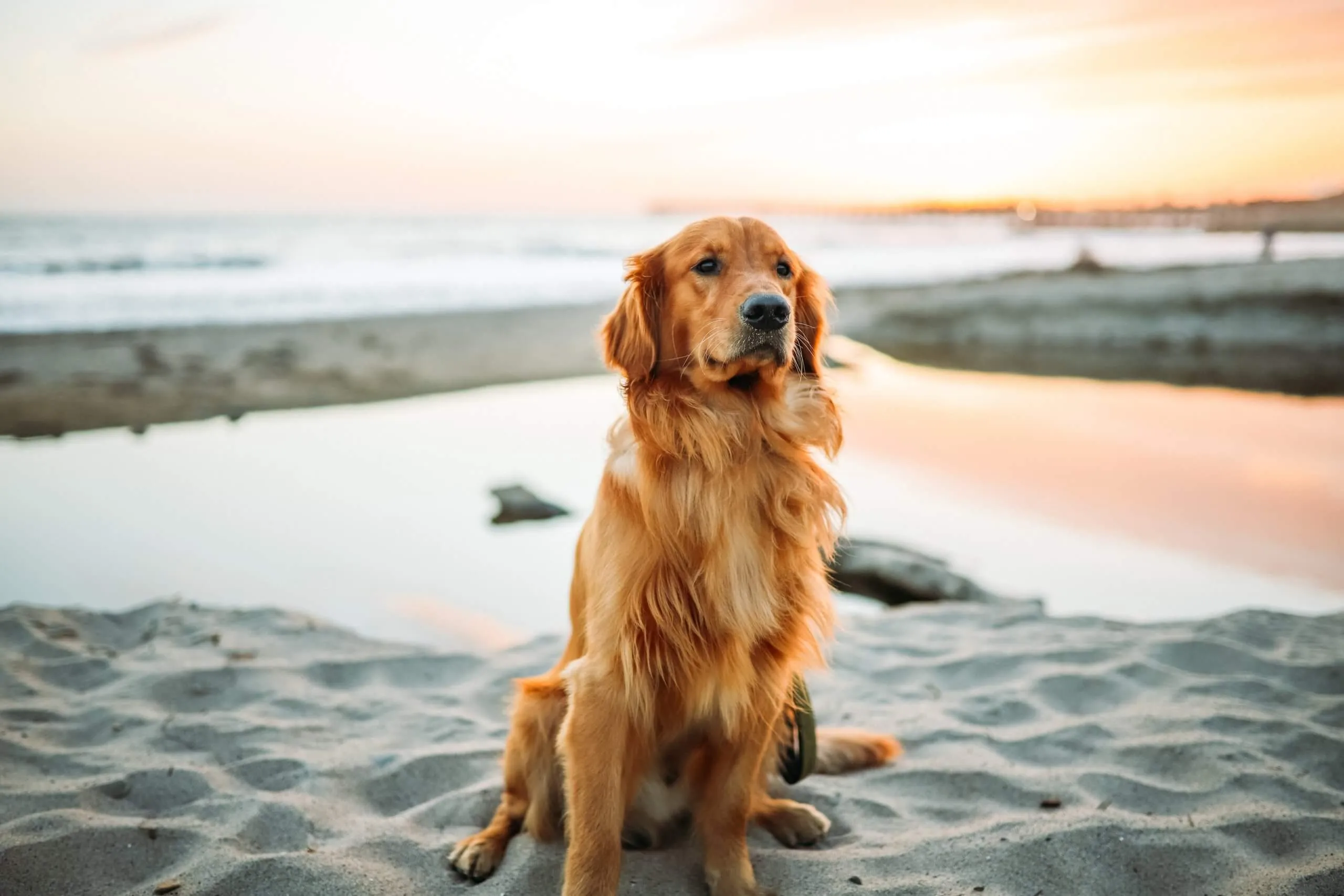 4 Durban dog friendly spots from Gold Coast Estate